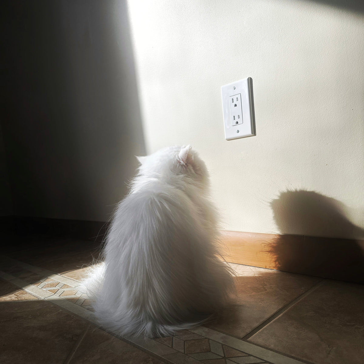 White persian cat looking at wall