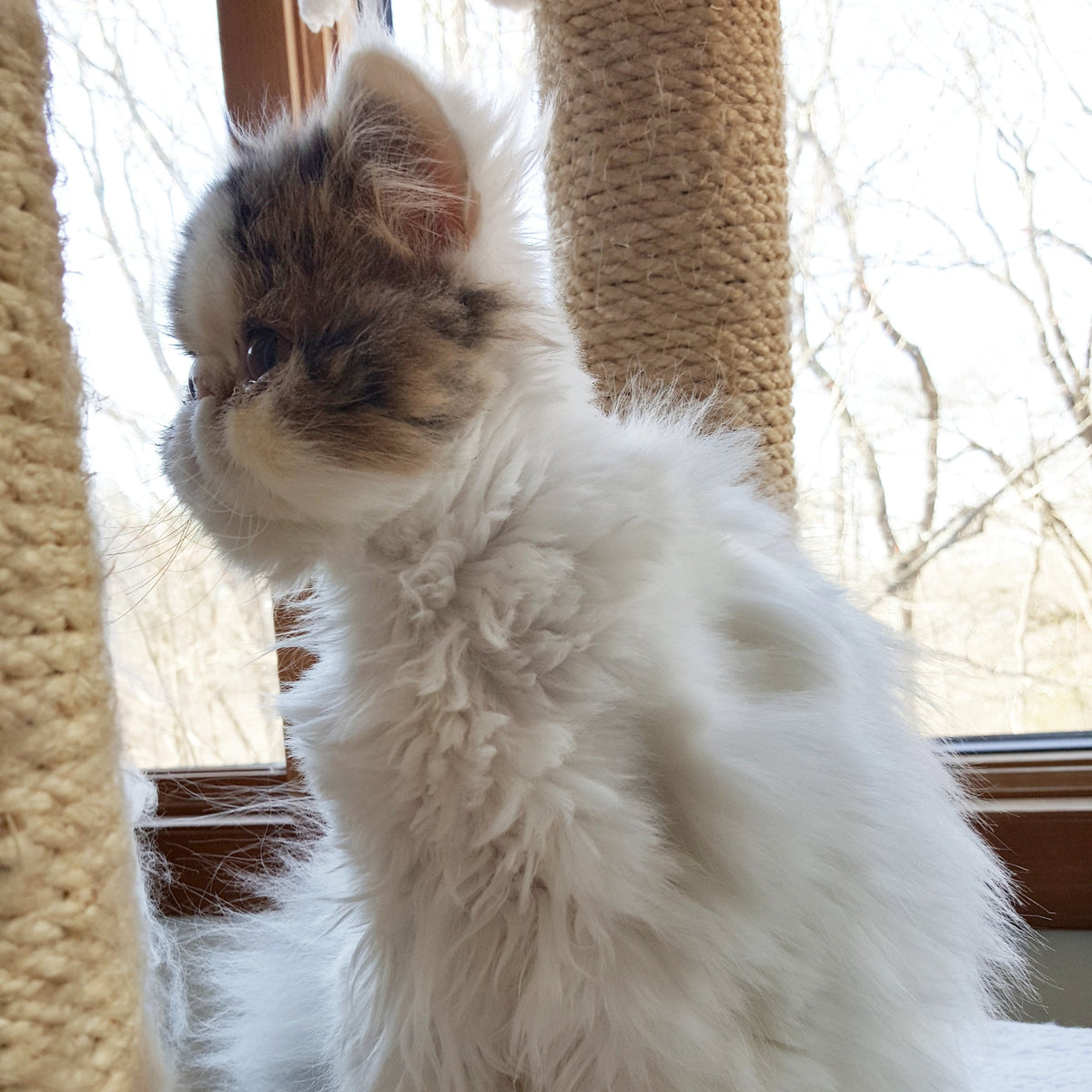 Bringing Home an Adopted Cat: A Softer Landing for Your New Floof