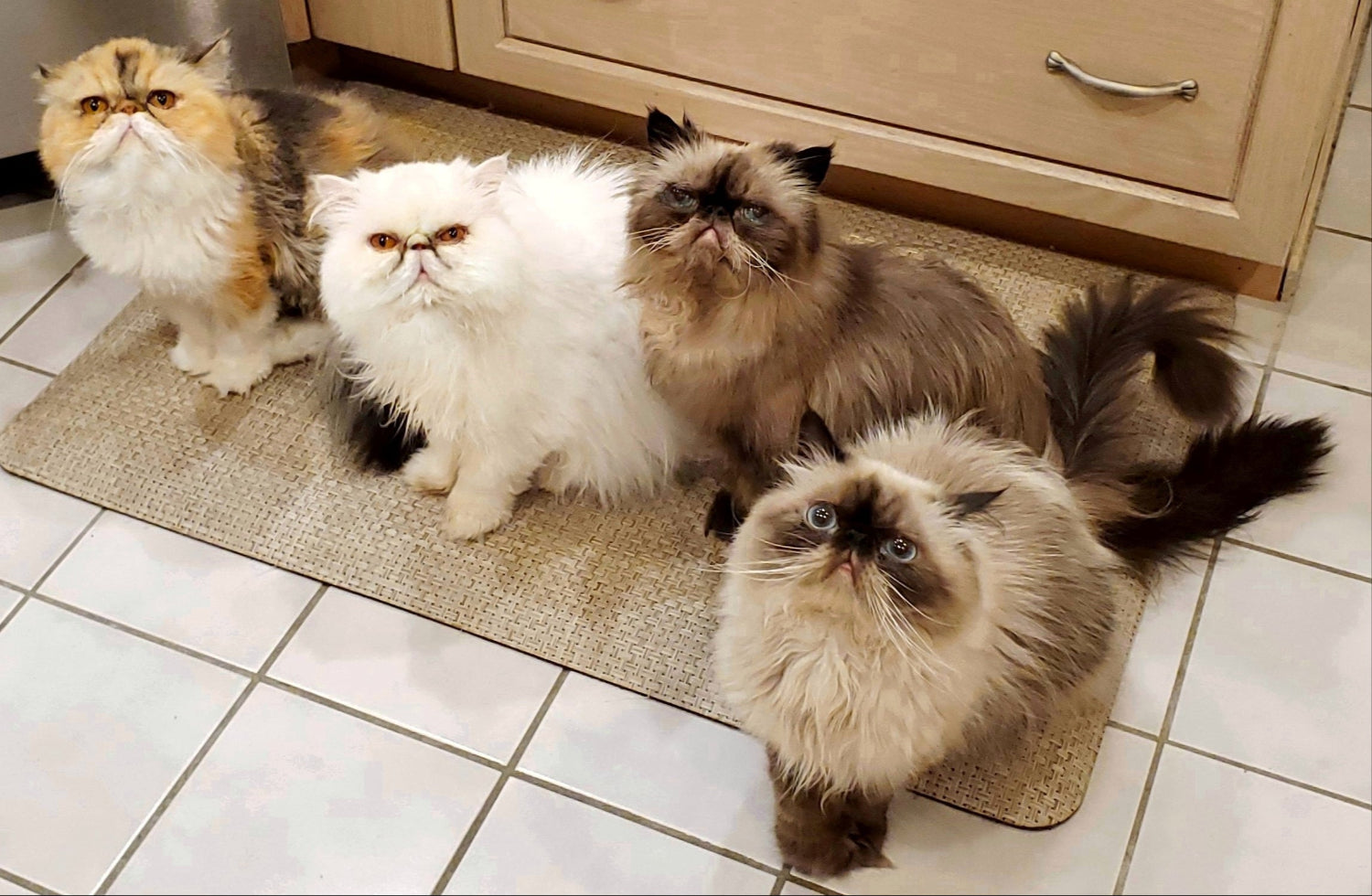 Four fluffy cats on a doormat in a kitchen