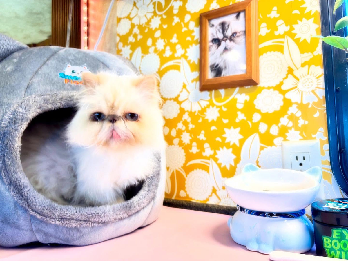 Hugo got a load of goodies from @smooshyfloofs yesterday! It can get super chilly in our camper during the winter so he will stay cozy in his new Smooshy Floofs cat cave! More pics to come 😺